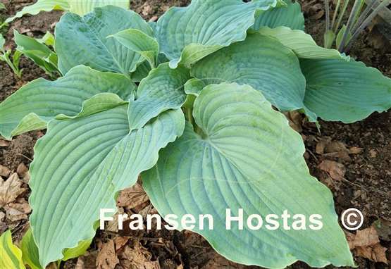 Hosta Ruffles n Ridges